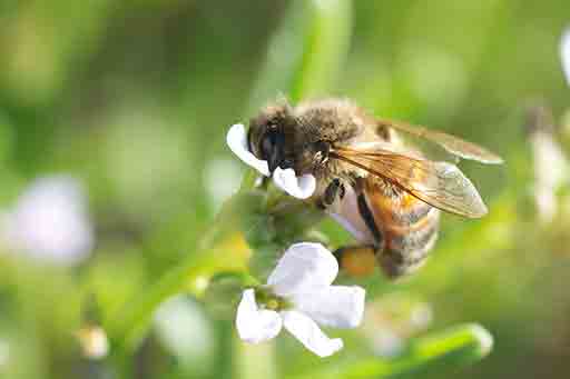 bee2_0.jpg