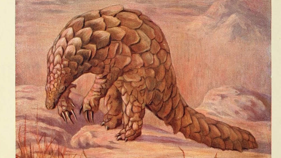 bhlpangolin3.jpg