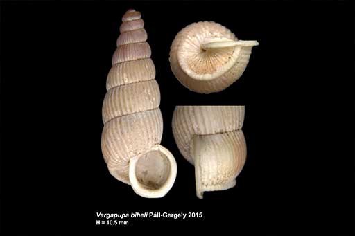 image of Vargapupa biheli, a snail