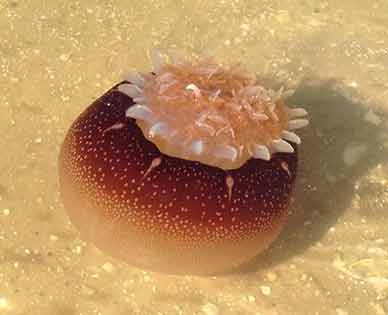 The Cannonball Jelly, Stomolophus meleagris