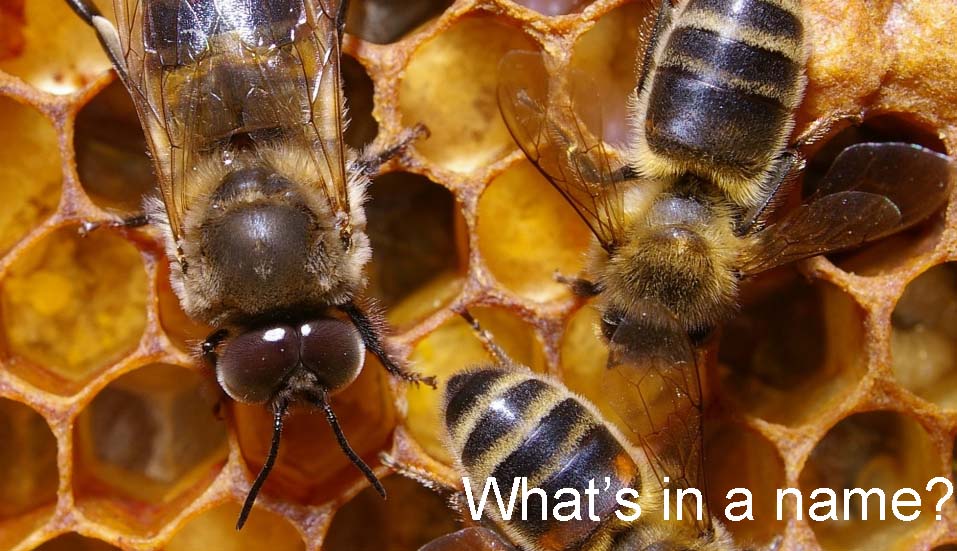 hive2_1.jpg