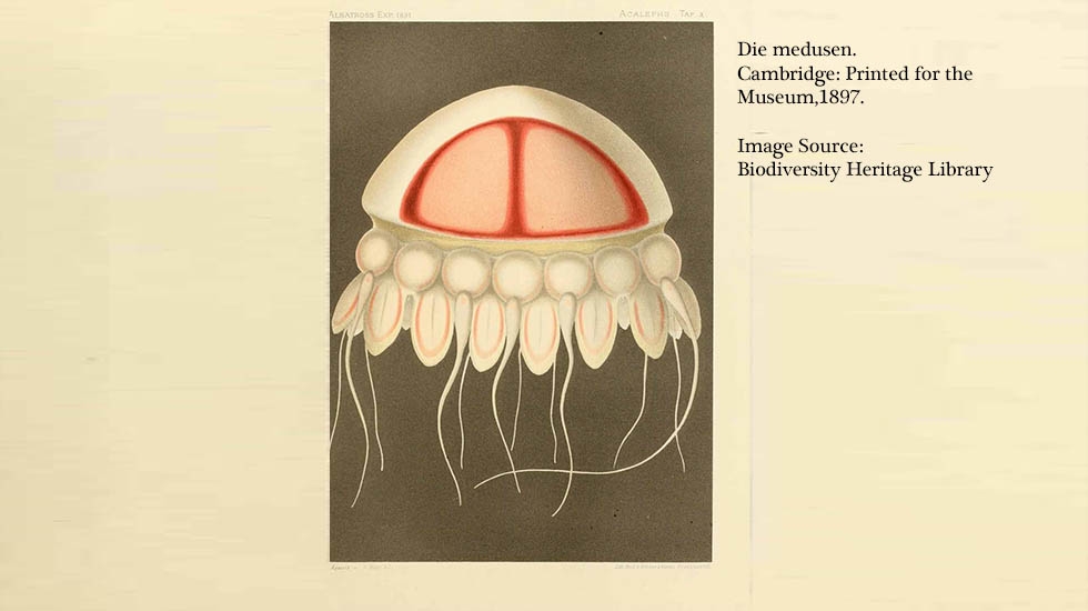 Image of Jellyfish from BHL