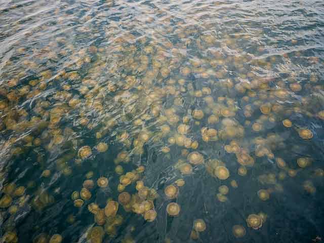 Jelly blooms