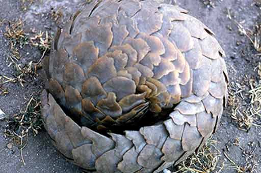 pangolin2.jpg