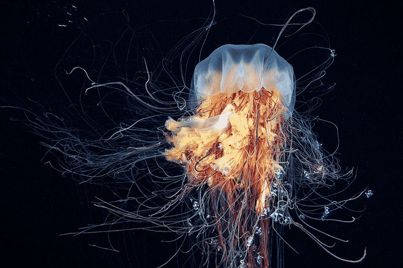 The Lion’s Mane Jelly, Cyanea capillata,