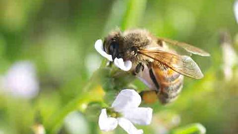 bee2_0.jpg