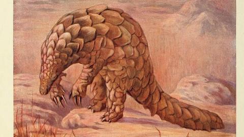 bhlpangolin3.jpg
