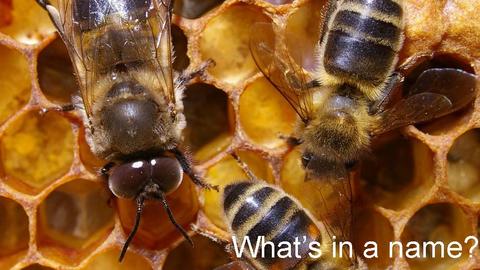 hive2_1.jpg