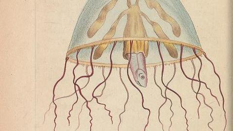 jelly1.jpg