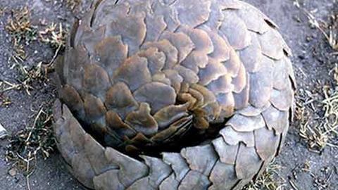 pangolin2.jpg