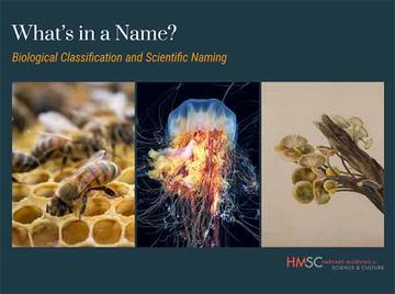 What's in a Name? book cover with bees in a hive, jellyfish and fungus. and