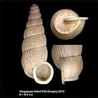 bhl snail thumbnail