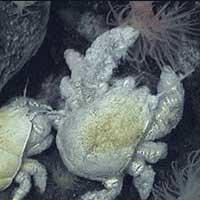 yeti crab thumbnail