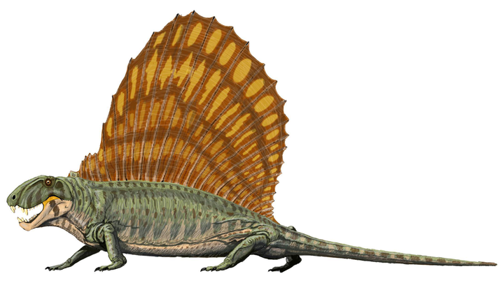 photo of dimetrodon
