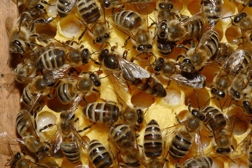 Queen Bee
