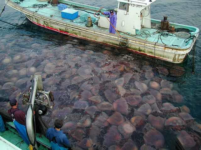 Lion’s Mane Jellies, called Nomuras in Japan, have been blooming off the coast of Japan since 2002