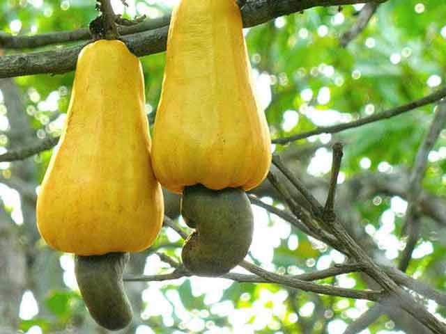 The cashew is a member of the plant family Anacardiaceae, which also includes poison ivy.