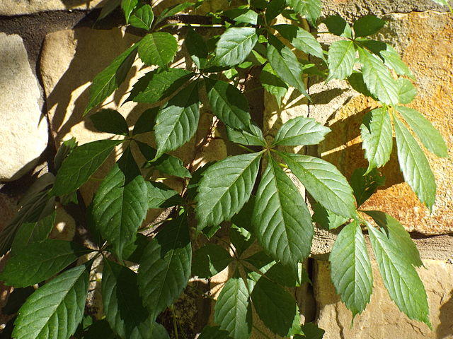 Virginia Creeper