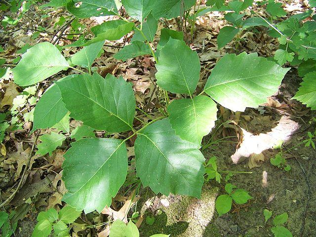 Close up of typical compound leaf of poison ivy