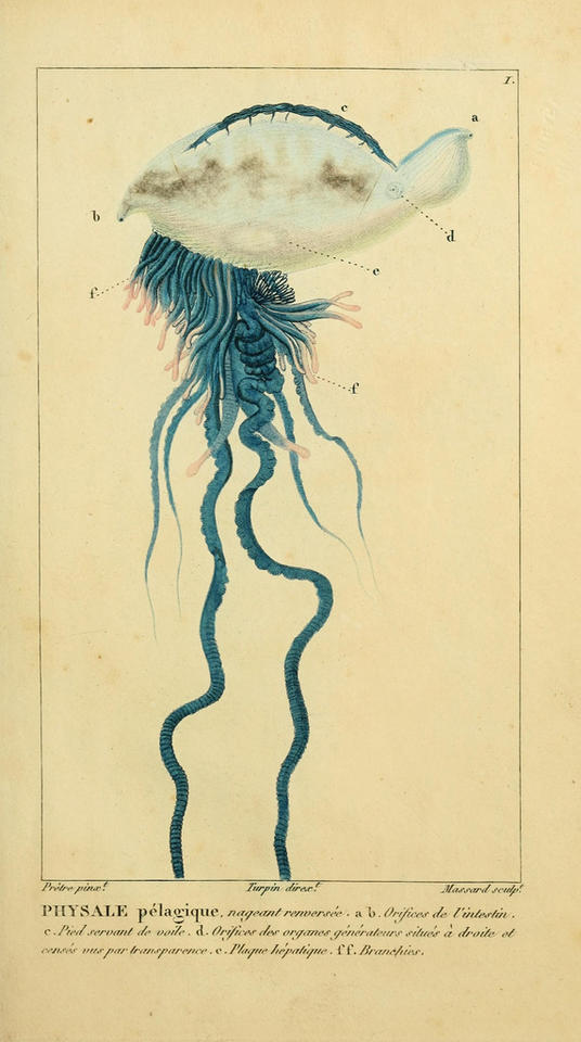 Portuguese Man-of-War