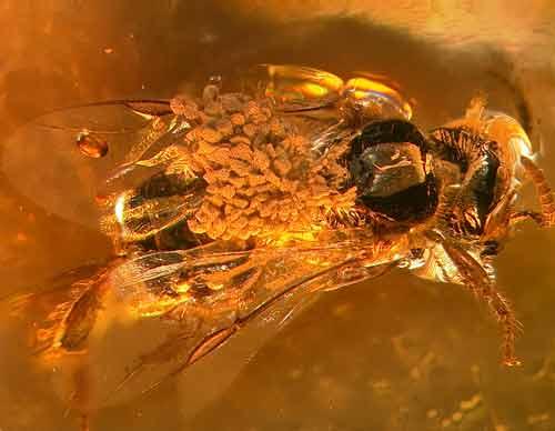 bee in amber