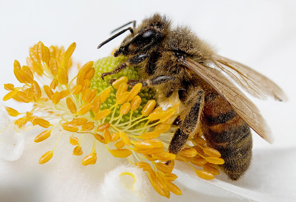 European Honeybee, Apis mellifer