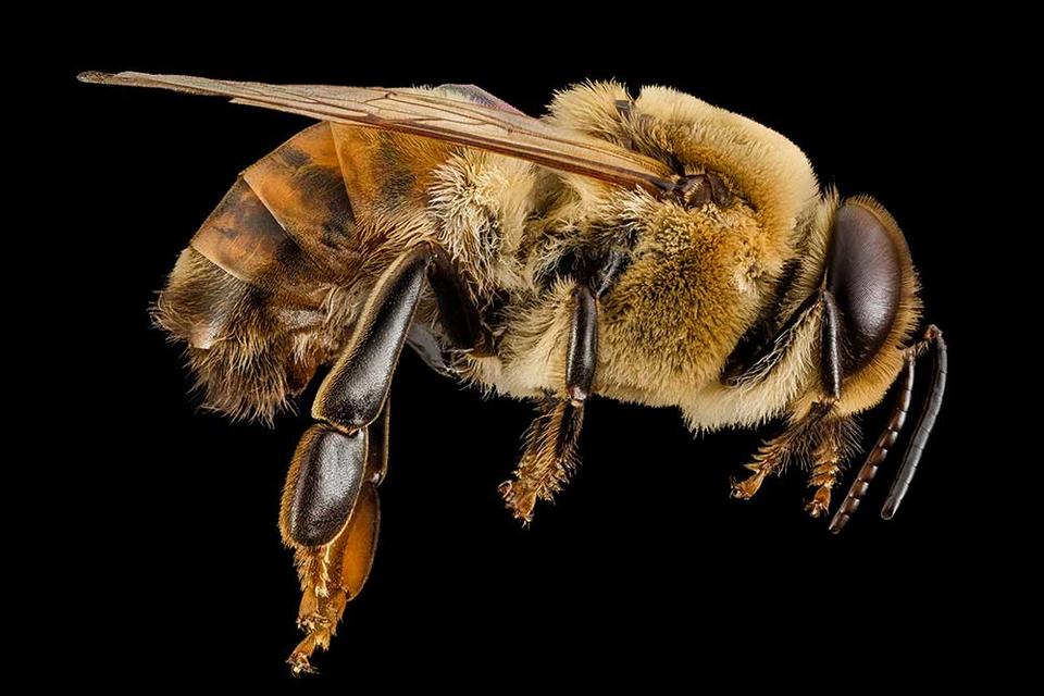 Honeybee drone