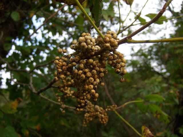 The small white fruits of poison ivy are eaten by fruit-eating birds and mammals, which then distribute the poison ivy seeds to new habitats.