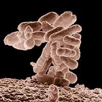 e.coli thumbnail