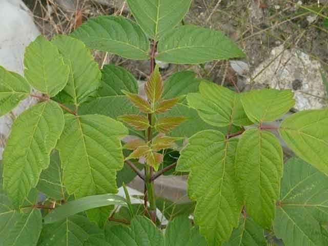 Young box elder