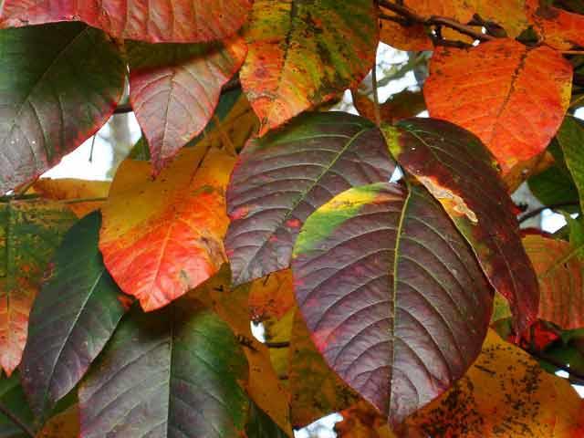 Fall Poison Ivy plant