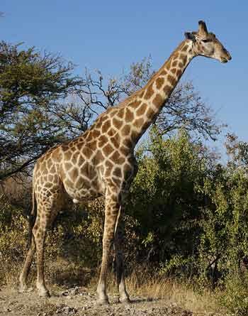 A giraffe standing amongst trees.