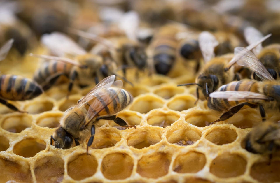 How Do Honeybees Produce Honey?