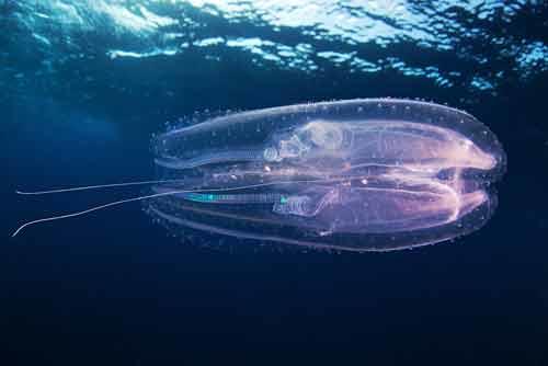 Comb Jelly