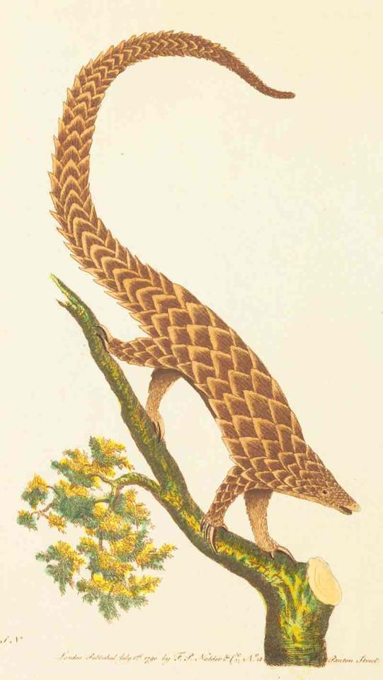 Long tailed pangolin