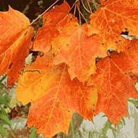 maple thumbnail