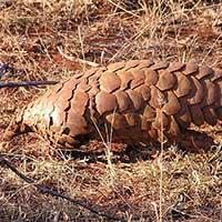 pangolin thumbnail