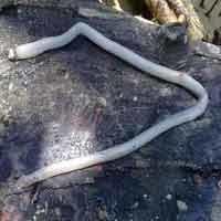 shipworm