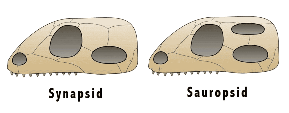 picture of sauropsid and synapsid skull
