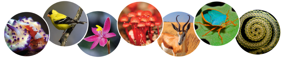 species images