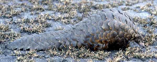 Temminck's Ground Pangolin