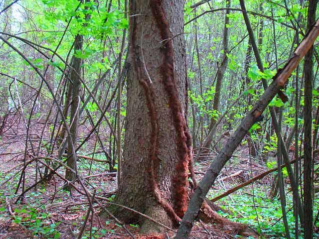Woody vine of Poison Ivy