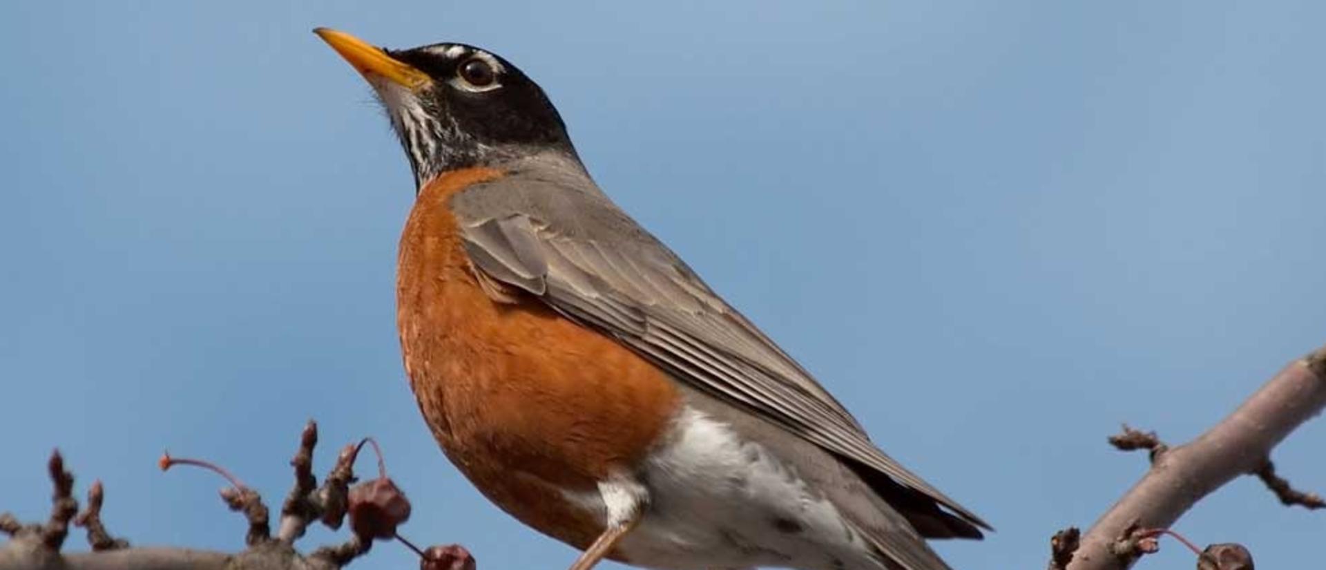 A robin perched on a branch.