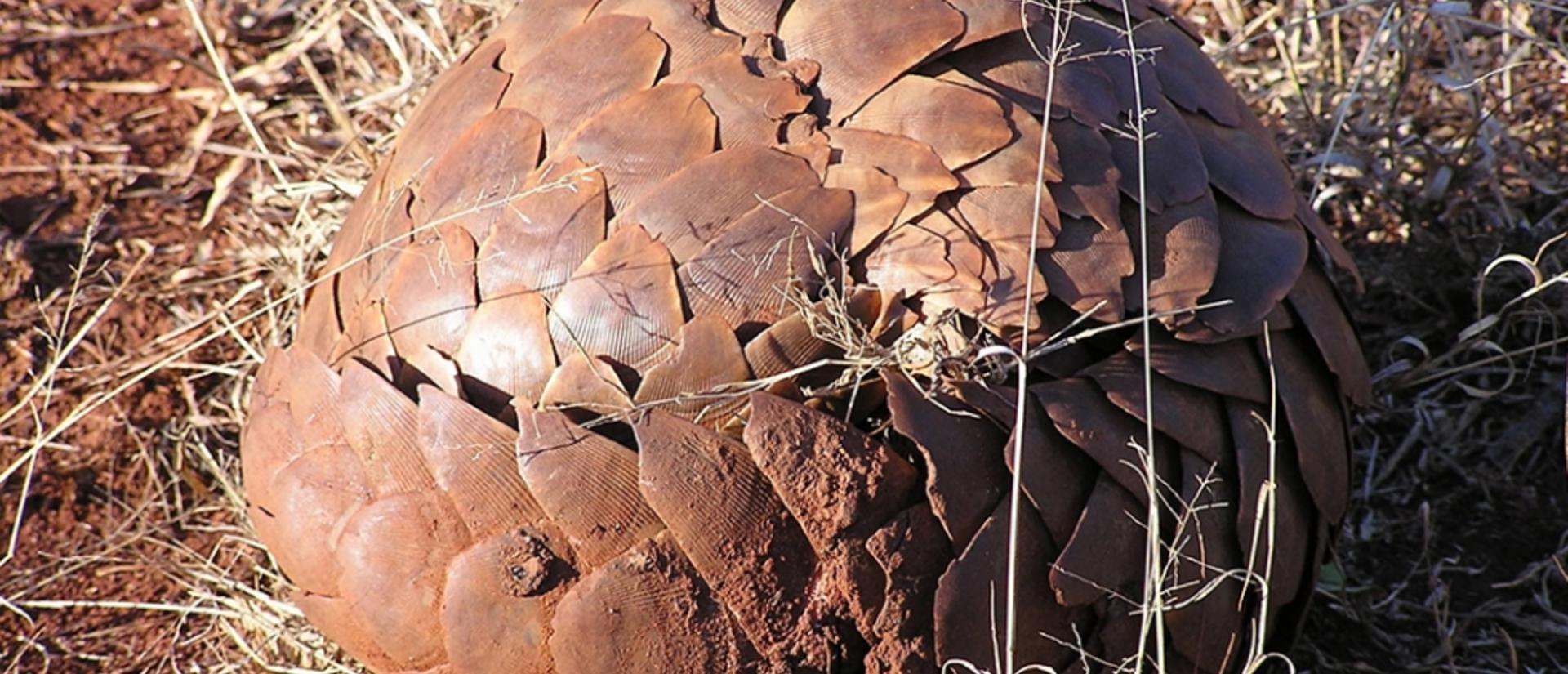 Pangolin curled up in a ball.
