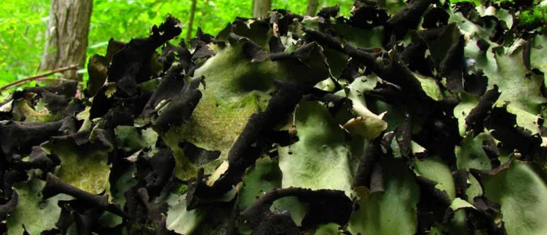 Image of Rocktripe, a lichen