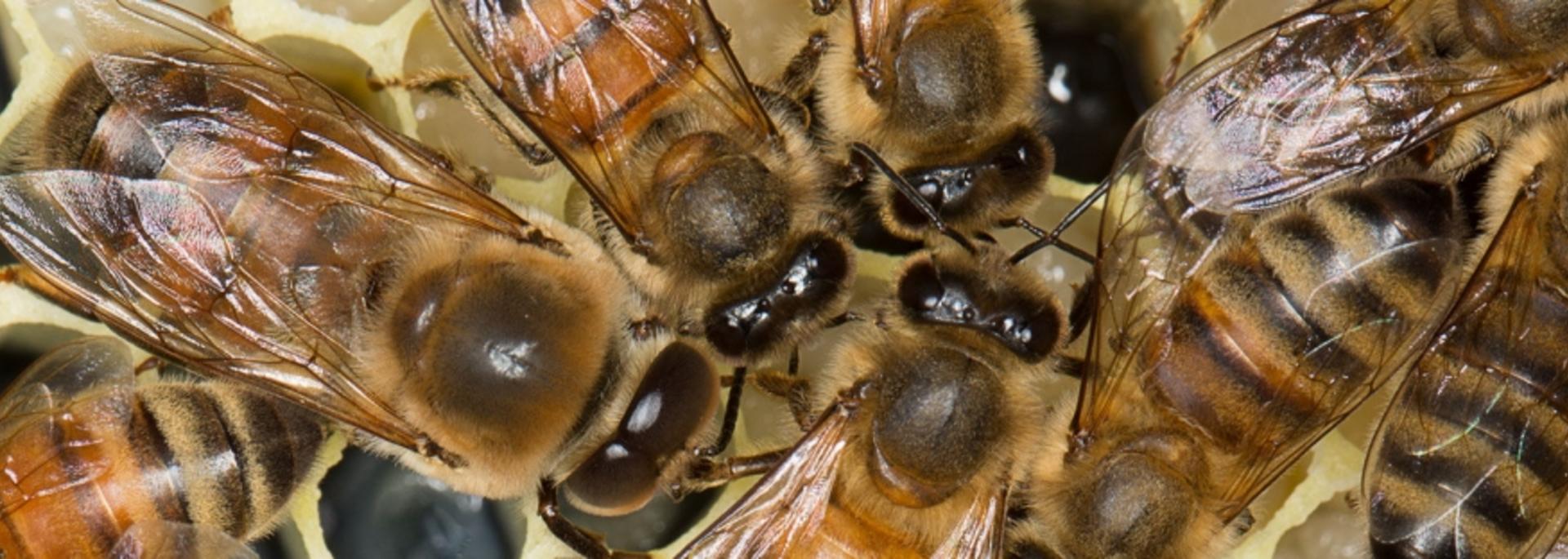 Honey Bees